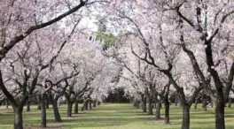 Cuándo florecen los almendros y cuál es el mejor lugar para verlos en Madrid