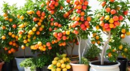 Un experto en árboles frutales enumera aquellos que crecen bien en una maceta