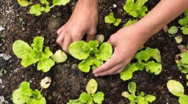 Calendario del huerto: ¿Qué se puede plantar en el mes de febrero?