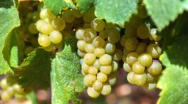 Cuatro vinos blancos de chardonnay para sumar a los de sobra conocidos